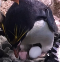 Macaroni penguin Minnow sitting on top of a dummy egg.