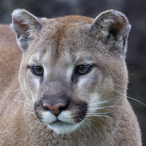 Mountain Lion Headshot 