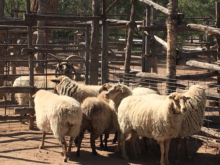 Six new Navajo churro sheep ewes