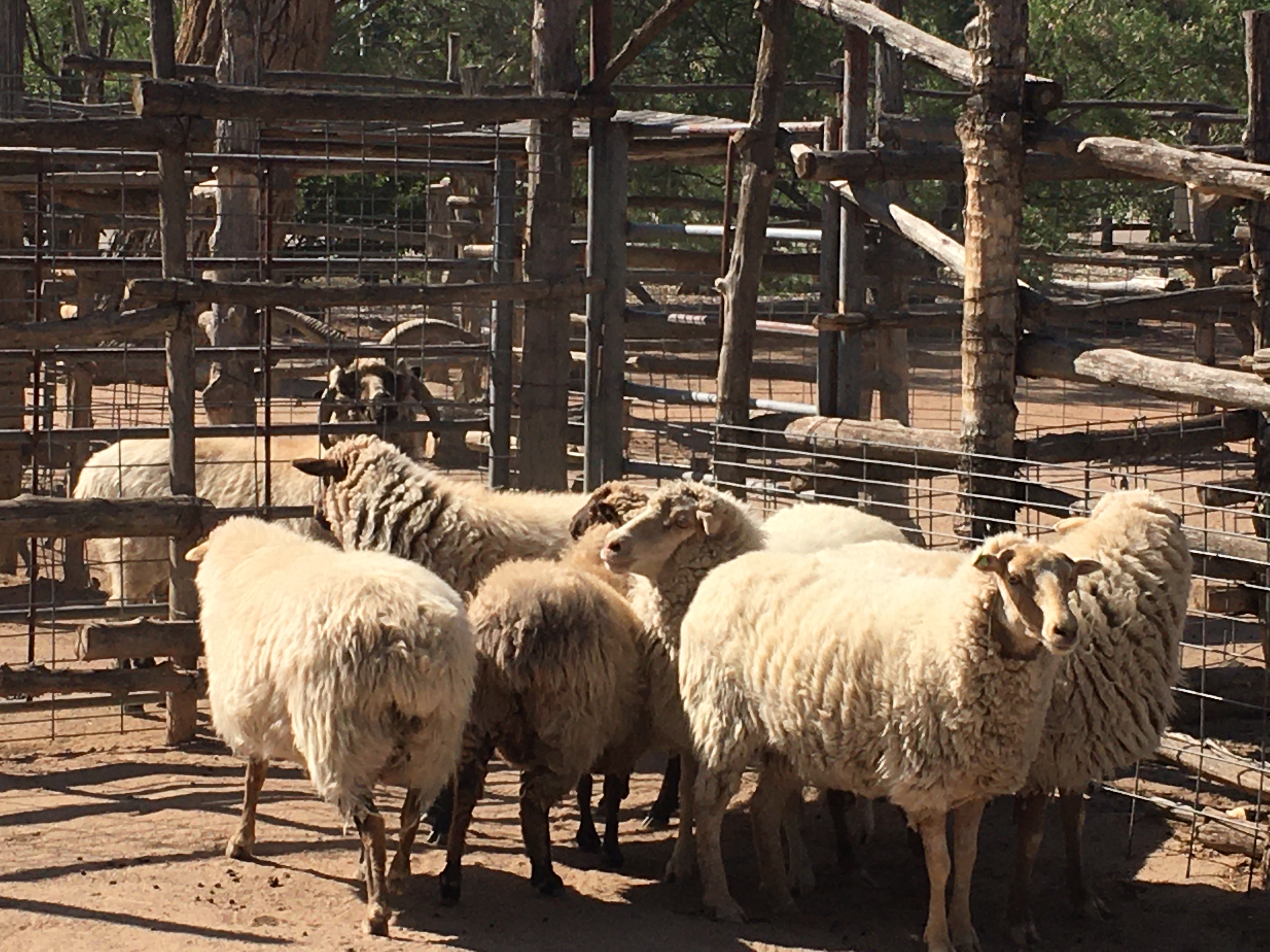 Navajo Churro Sheep July 2020