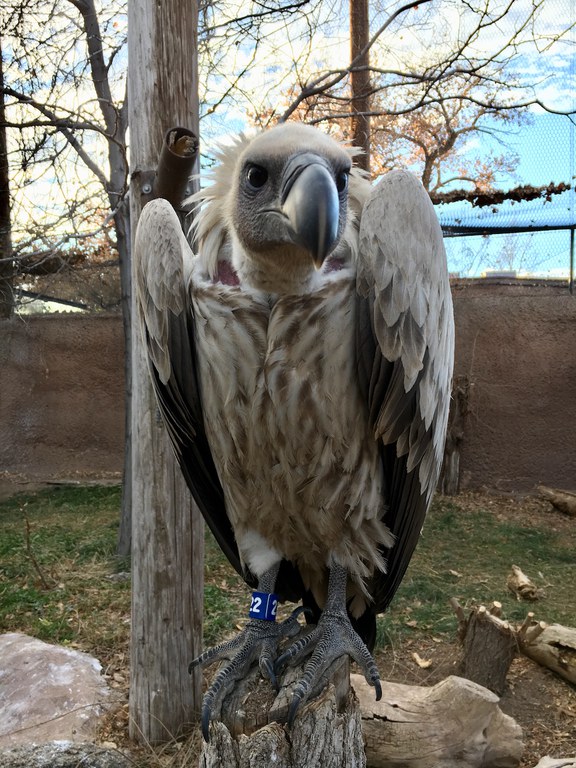 Nazgul Vulture, Amanda Baca Photo