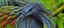 Nicobar Pigeon
