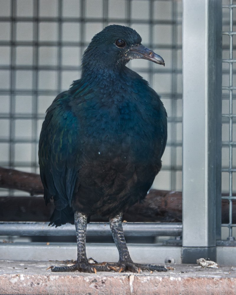 Nicobar pigeon hatched 2026