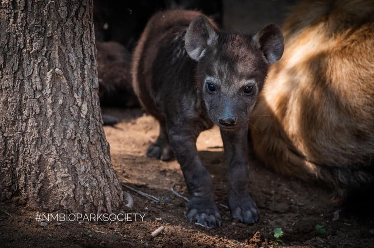 Hyena Cub 2020 NMBPS