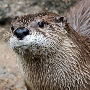 Headshot of North American River Otter