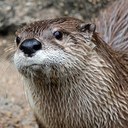 North American River Otter Headshot Aquarium Yearbook