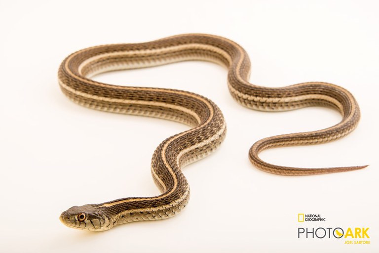 Northern Mexican Garter Snake_Joel Sartore, National Geographic