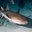 Nurse Shark Headshot Aquarium Yearbook