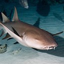 Nurse Shark Headshot Aquarium Yearbook