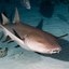 Nurse Shark Headshot Aquarium Yearbook