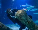 Ocean tank divers