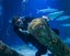 Ocean tank divers