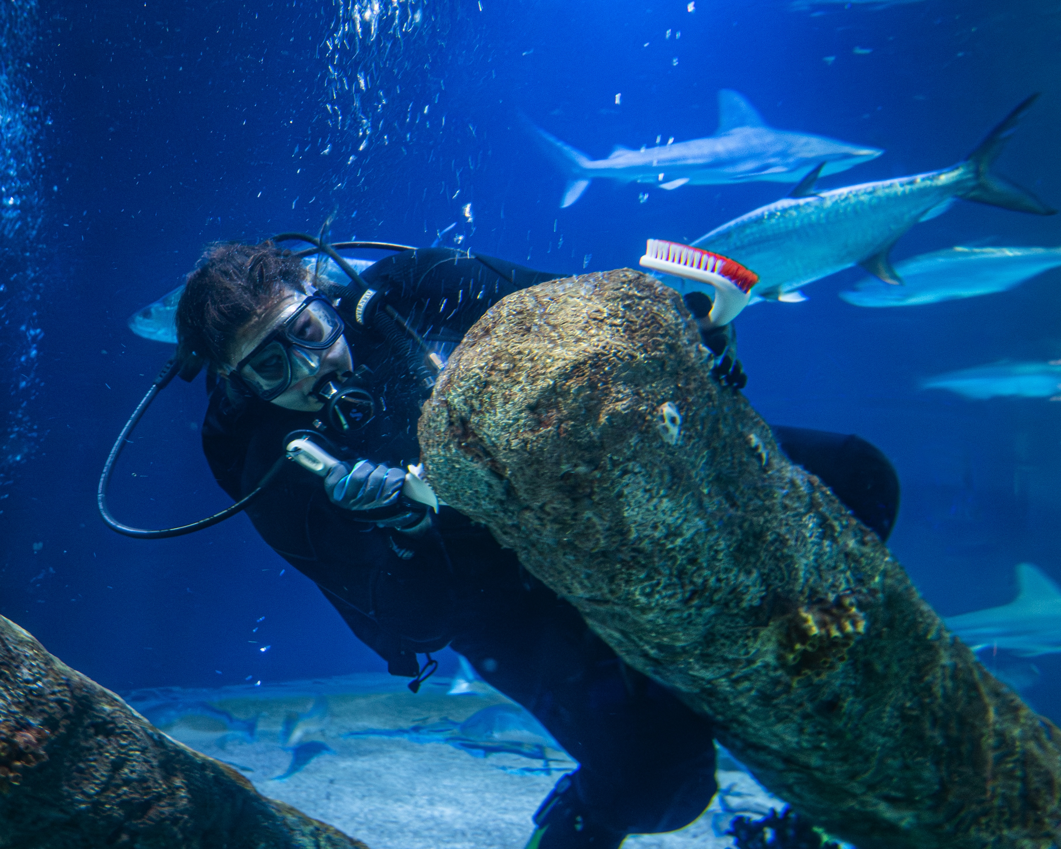 Ocean tank divers