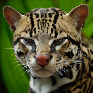 Ocelot Headshot