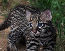 Inti the ocelot