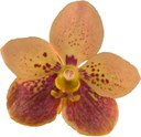 orchidcolor08.jpg