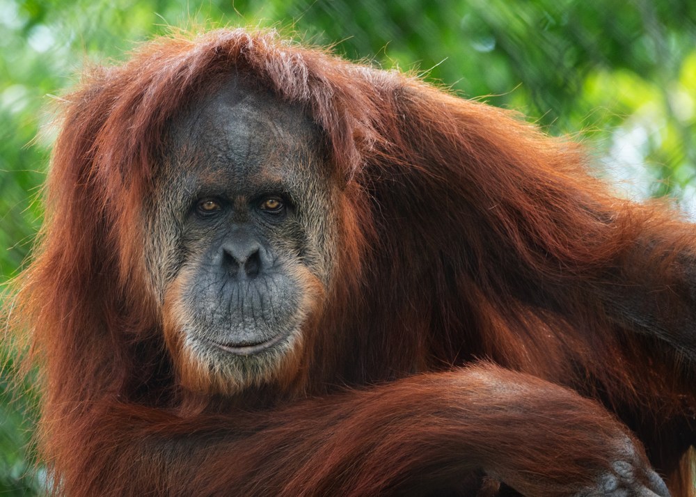Sarah orangutan A female orangutan leans on her right elbow in her habitat while looking into the camera on a sunny summer day