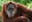Sarah orangutan