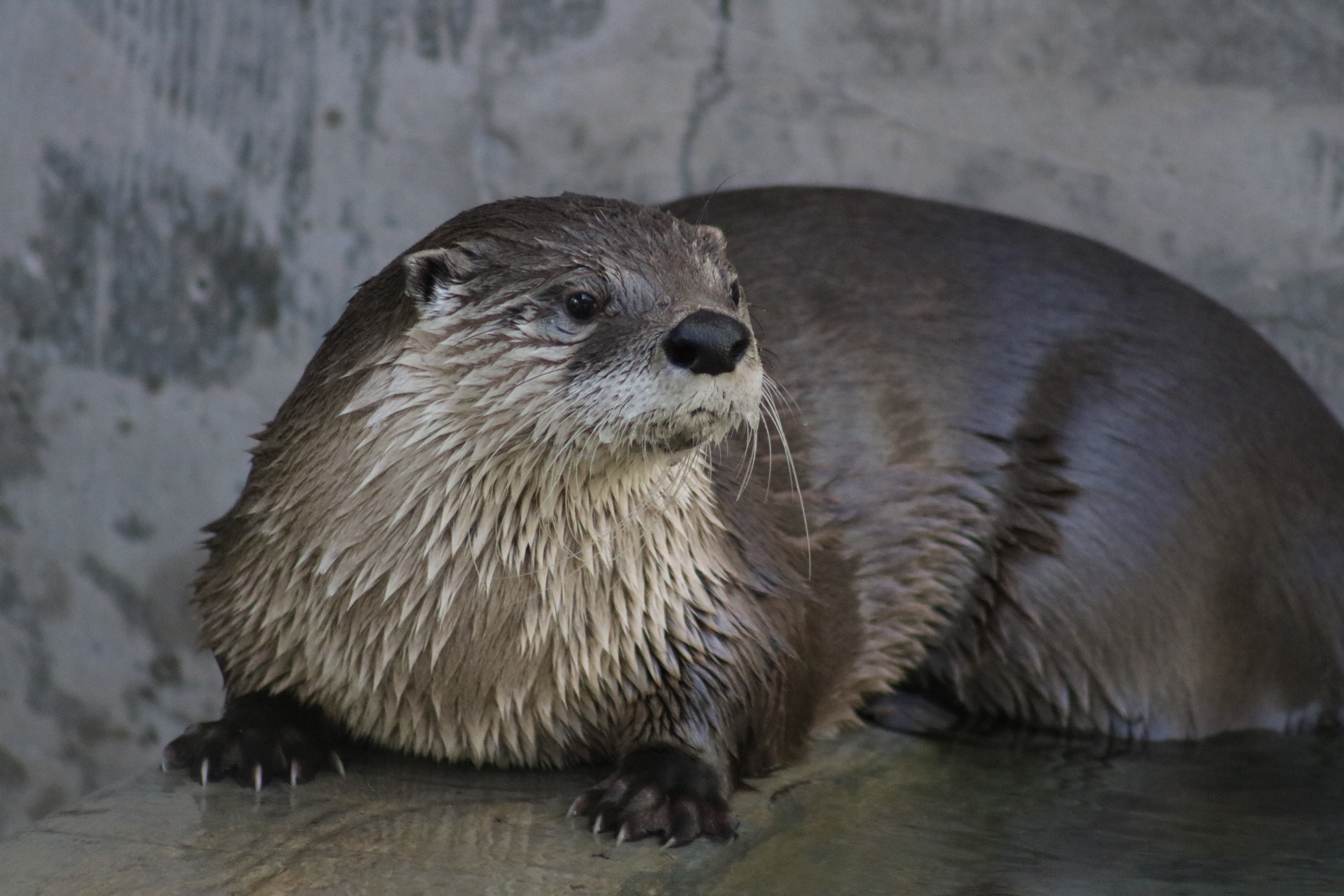 River Otter BioPark Connect 2