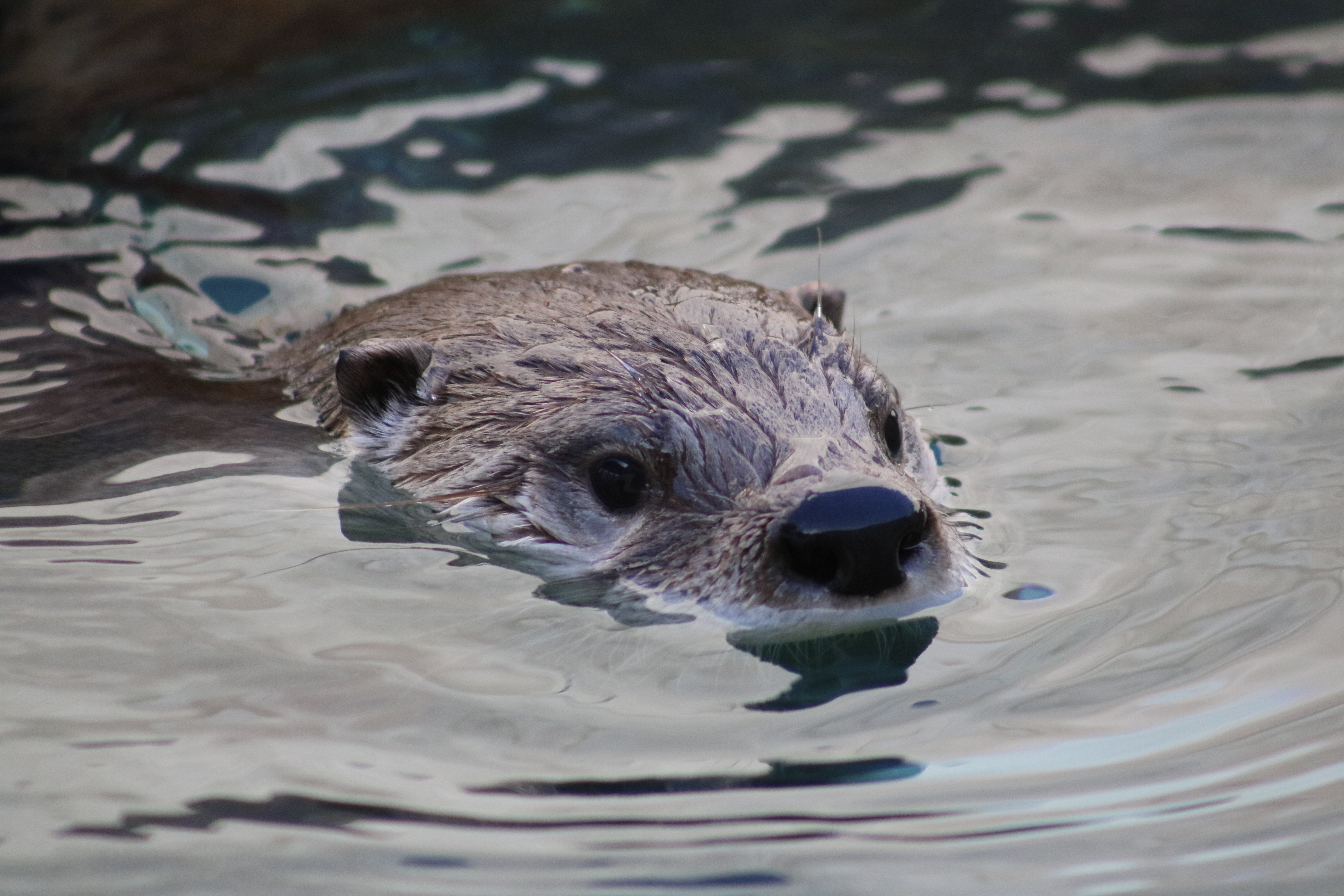 River Otter BioPark Connect