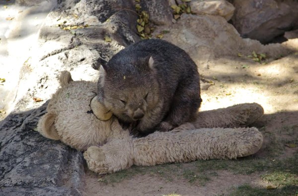 Otto the wombat is pictured lying on top of his stuffed teddy bear.