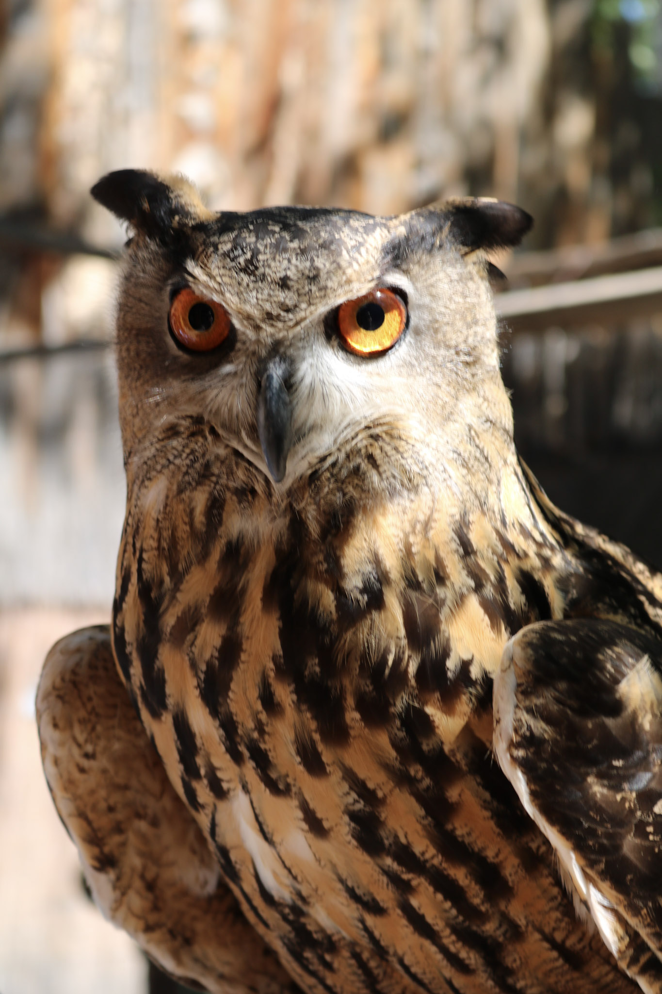 Owl BioPark Connect Raptors