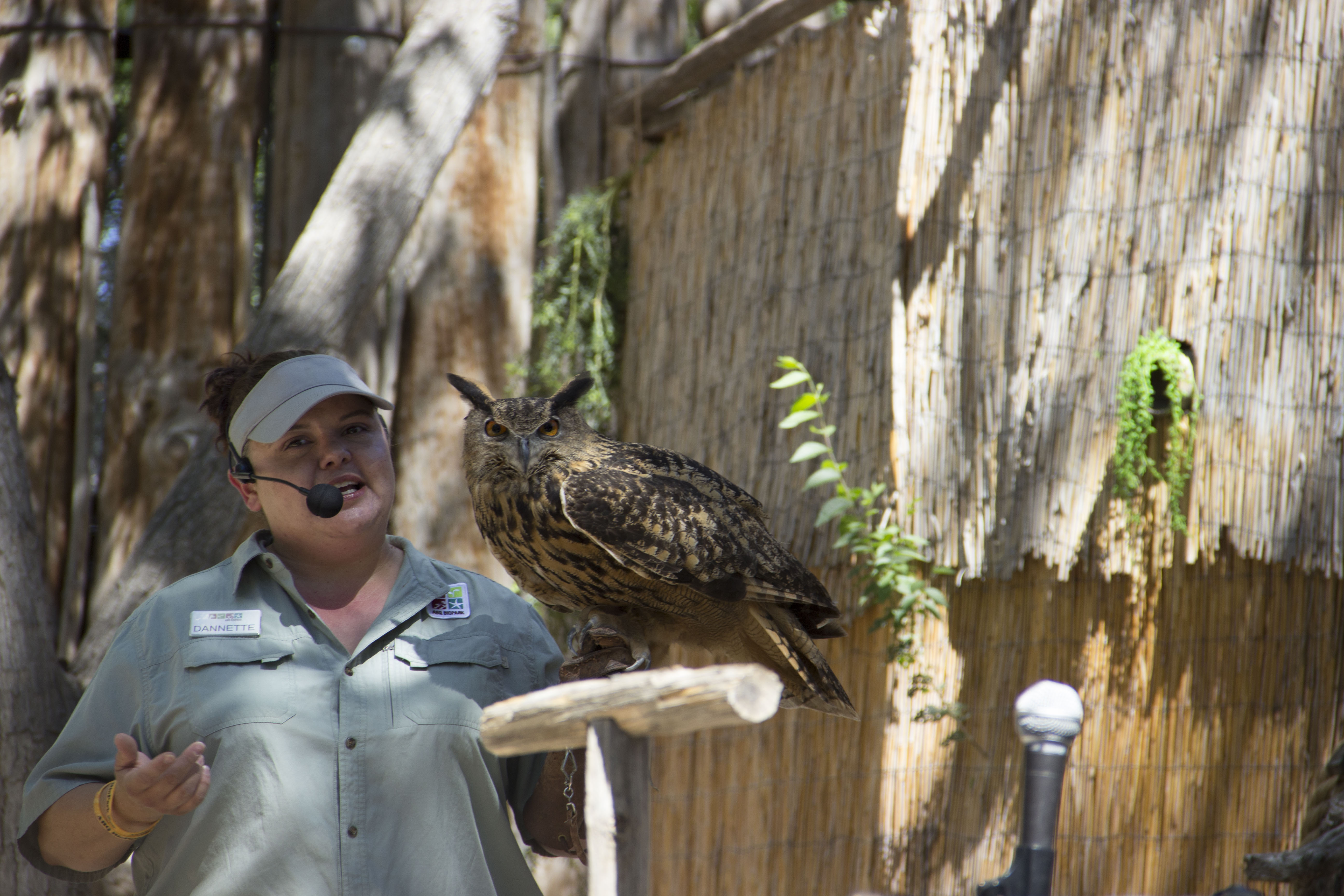 Owl Animal Encounters