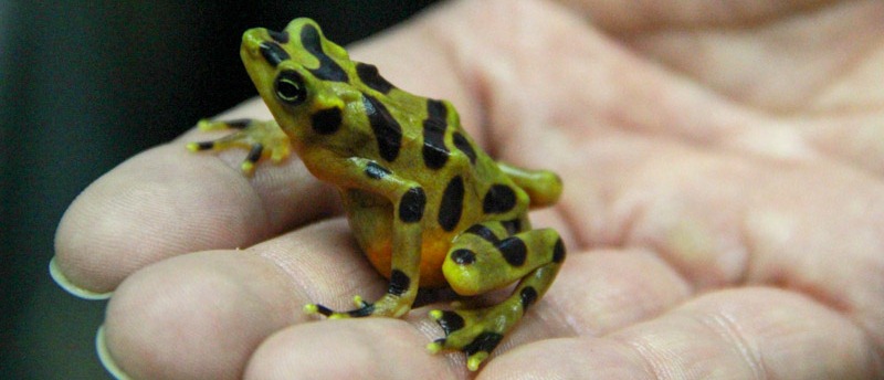 Panamanian golden frog