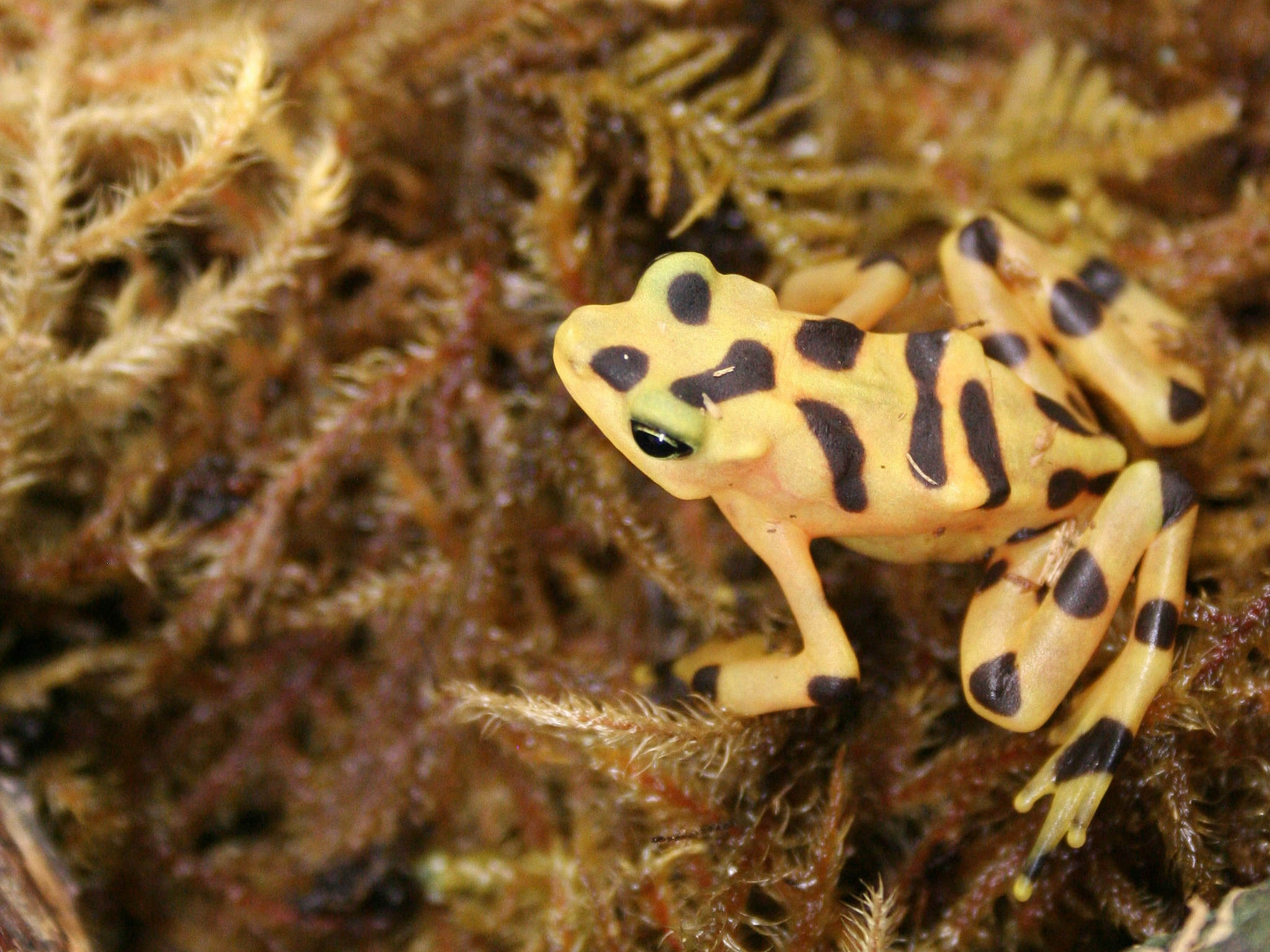 Panamanian golden frog 2