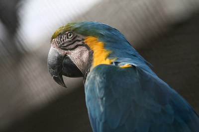 caption:An image of a parrot from the ABQ BioPark.