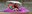 Pedal Boats Zoo Banner