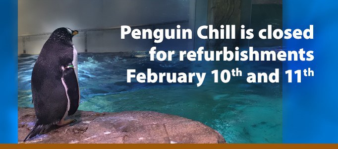 Penguin Chill Closure 2020 Banner