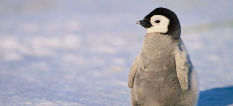 Penguin Cool Facts_Baby Penguin No Polar Bears