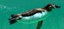 Penguin Cool Facts_Penguin Camouflage