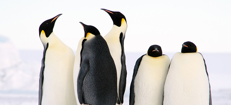 Penguin Facts: Diet, Behavior, Habitat & Conservation