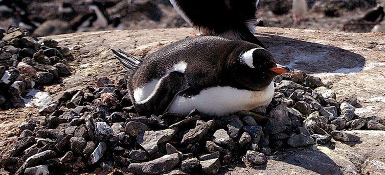 Penguin Cool Facts_Penguin Rock Nest