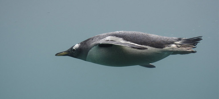 penguin-swimming-streamlined