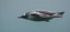 Penguin Cool Facts_Penguin Streamlined
