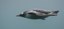 Penguin Cool Facts_Penguin Streamlined