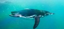 Penguin Cool Facts_Penguin Swimming