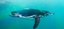 Penguin Cool Facts_Penguin Swimming
