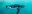 Penguin Cool Facts_Penguin Swimming