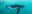 Penguin Cool Facts_Penguin Swimming