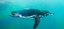 Penguin Cool Facts_Penguin Swimming