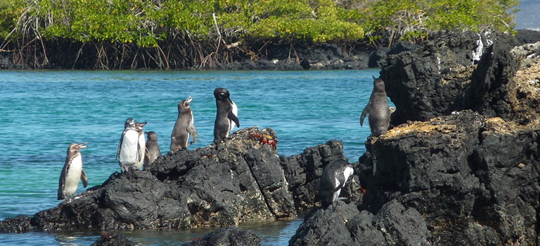 galapagos-penguins