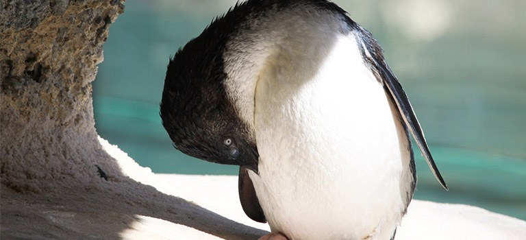 Penguin Cool Facts_Penguin Waterproofing