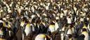 Penguin Cool Facts_Penguins Huddling