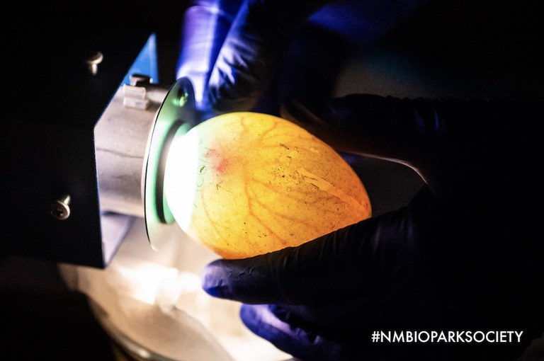 Behind the scenes look at an illuminated penguin egg. Photo: NMBPS