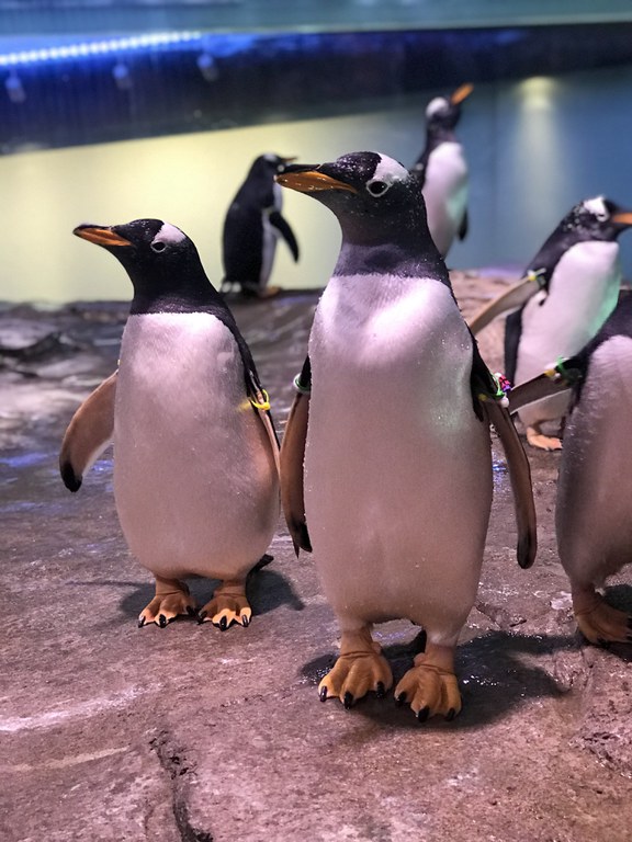 Penguins at the BioPark BP Connect