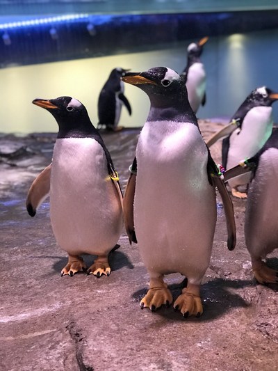 A group of penguins standing on a concrete platform in the penguin exhibit.